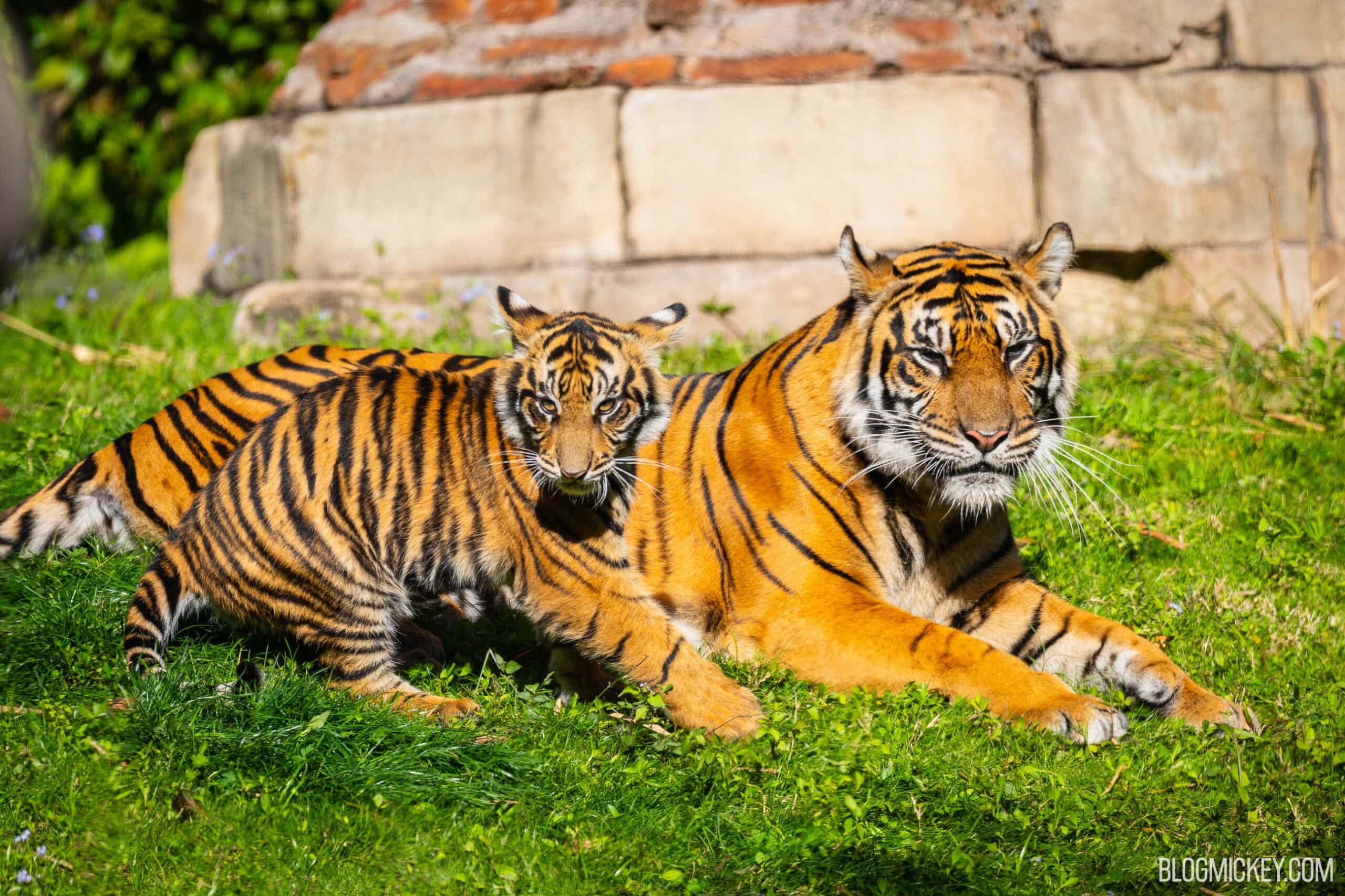 Maharajah Jungle Trek Operations Return to Normal, Baby Tiger