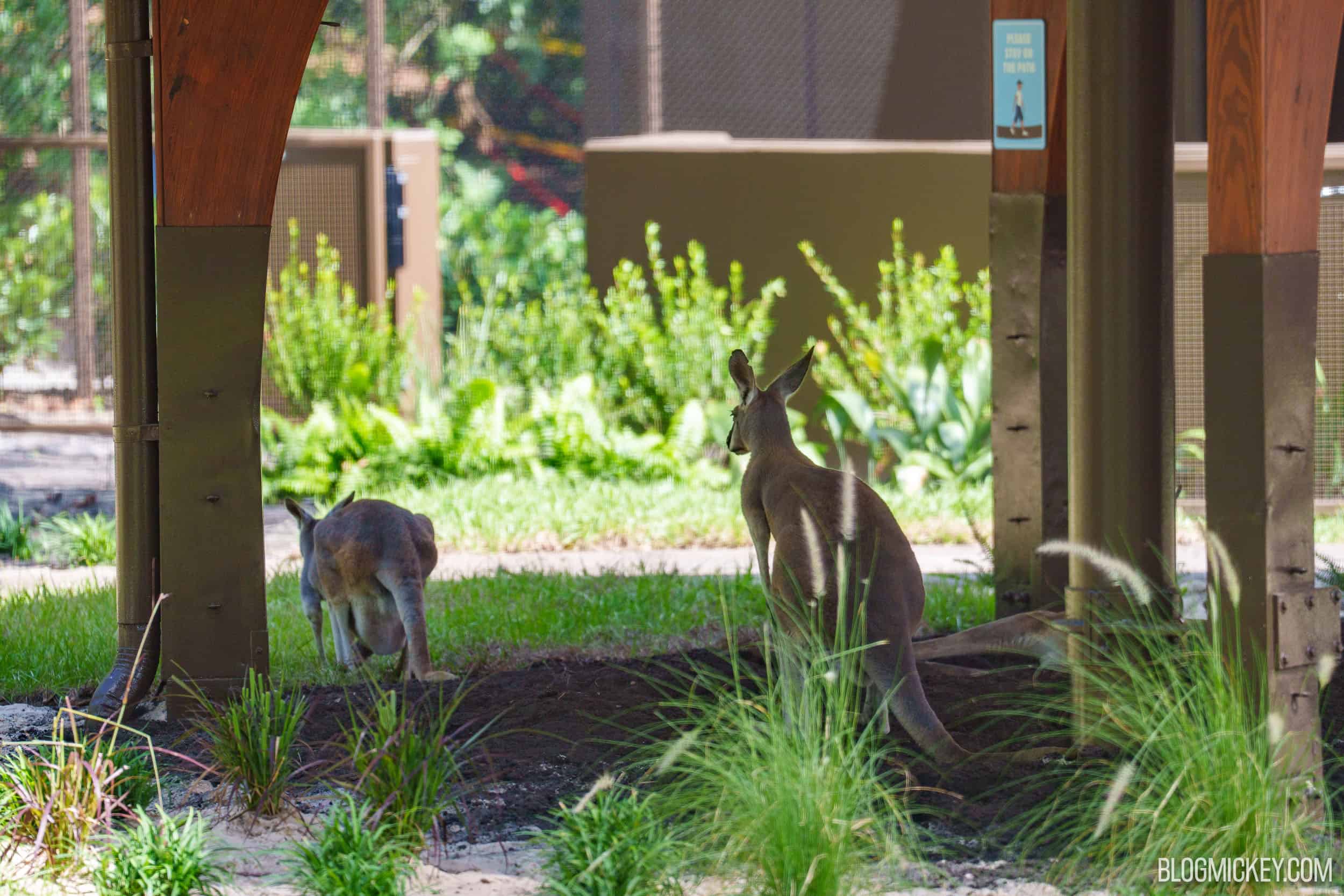 What Is Jumping Junction? Not A Petting Zoo, But You Can Interact with Kangaroos
