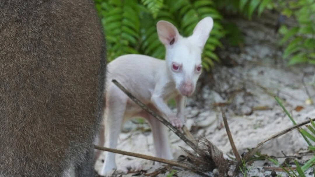 Im Animal Kingdom lebt das seltene albinotische Wallaby-Jungtier Quartz